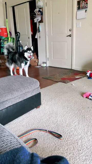 The husky can sing when i tell.