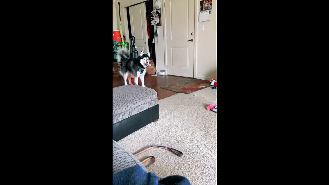 The husky can sing when i tell.