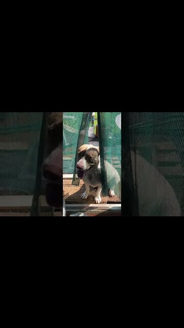 Cutest Dog Visit Who said Pit bull breeds can't be lovely?