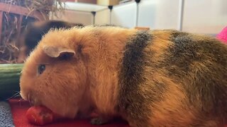 Guinea pigs eating hay and tomatoes