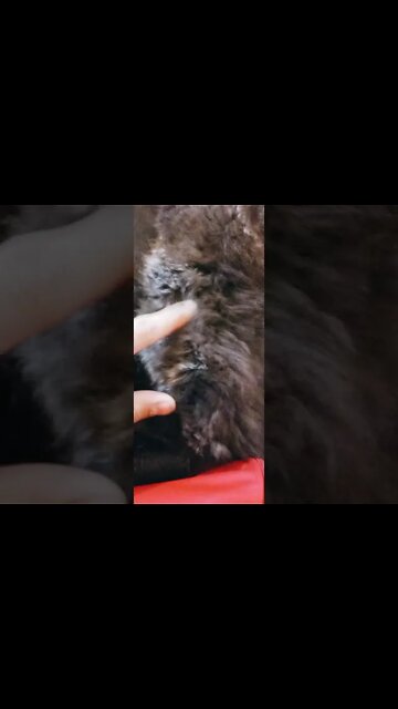 Black Cats Kitten 🐱 #leo #blackcat #shorts #youtubeshorts