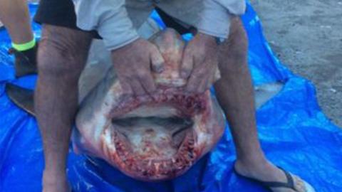 Great White Shark Jumps Into Fisherman&#039;s Boat