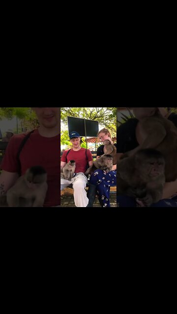 Wild Capuchins Apply Onion Bug Repellent in Human Laps