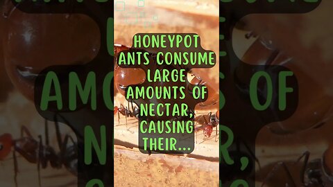 🐸Discover Fascinating Animal Facts👀 #shorts #shortsfact #animalfacts #honeypot #ant #nectar
