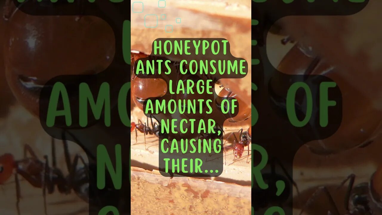 🐸Discover Fascinating Animal Facts👀 #shorts #shortsfact #animalfacts #honeypot #ant #nectar