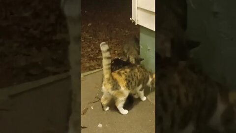 Mean Cat Sees Something In The Dark