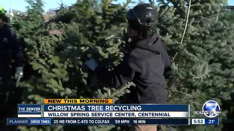 How to recycle a Christmas tree