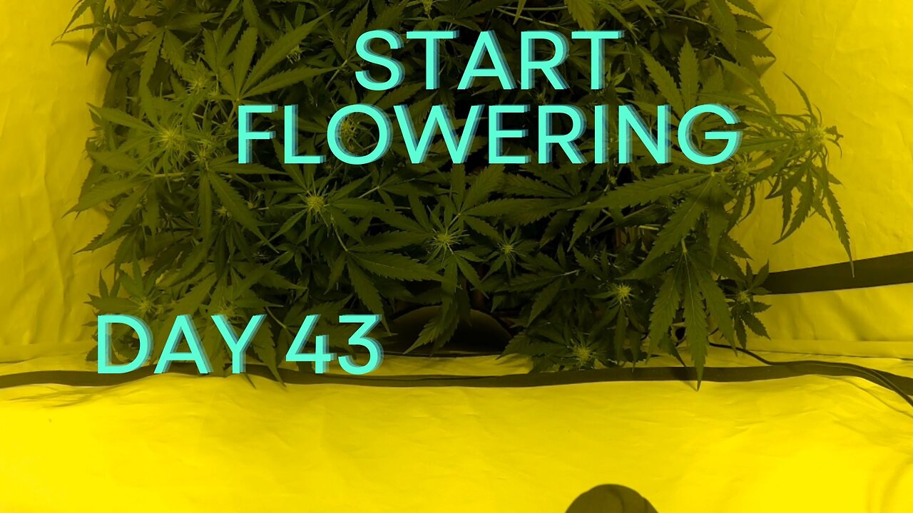 Day 43 Cannabis grow timelapse start flowering indoor hemp weed Autoflowering X Treme