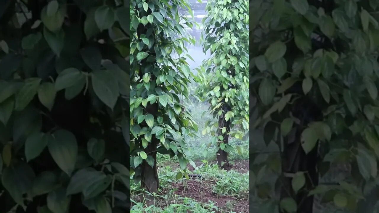 បាញ់ថ្នាំពៅលើដើមម្រេច
