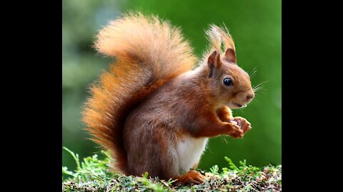 Cute red squirrel eats a nut