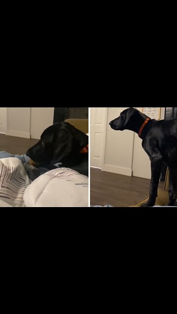 Dog has epic reaction when her favorite movie comes on