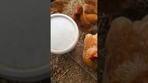 Chickens Go Crazy For Food