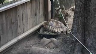 Une tortue ne devrait pas jouer à saute-mouton!