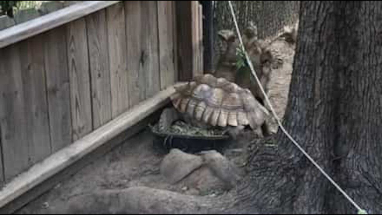 Une tortue ne devrait pas jouer à saute-mouton!