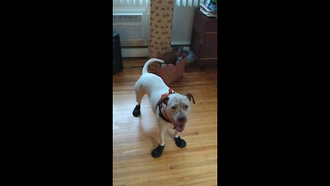 Pit bull in boots