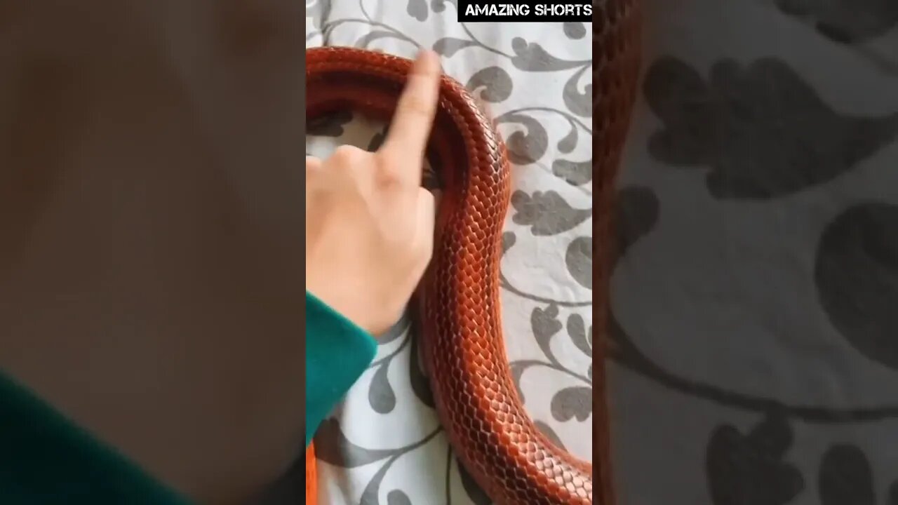 Amazing Snake Charmer 🔥🐍 Snake Tap Dance 🐍🔥