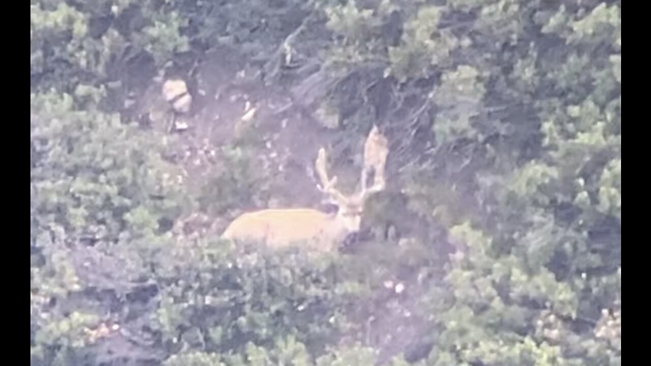 Scouting for mule deer bucks