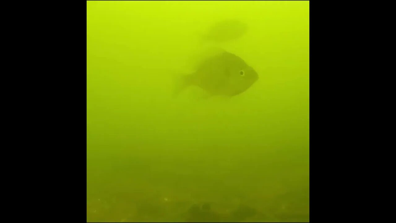 bream in the lake