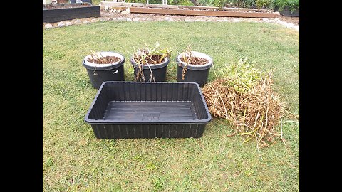 Sarpo Mira Potato Harvest From Containers