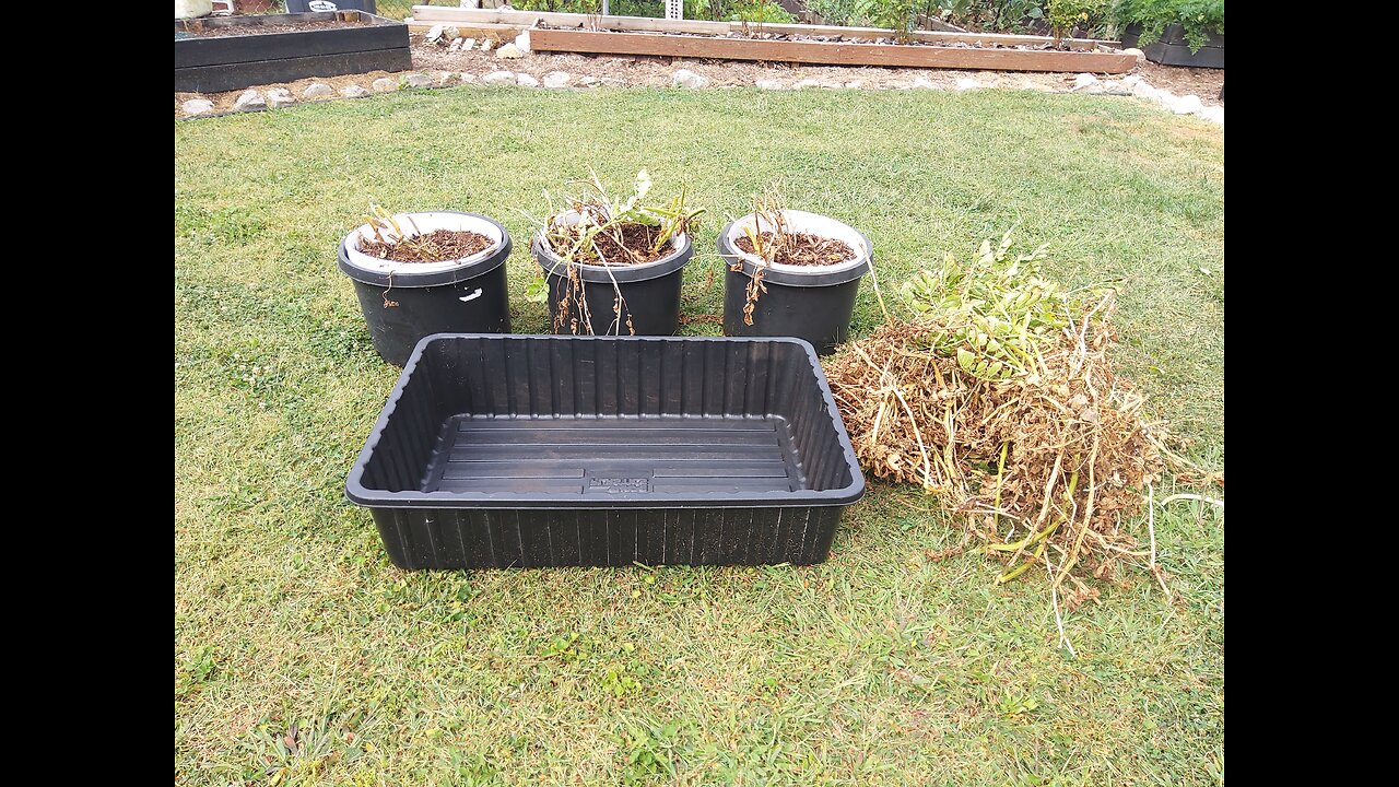 Sarpo Mira Potato Harvest From Containers