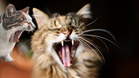 Funny Funniest Cats Compilation Videos - Cat Reaction Try Not To Laugh Funniest Videos