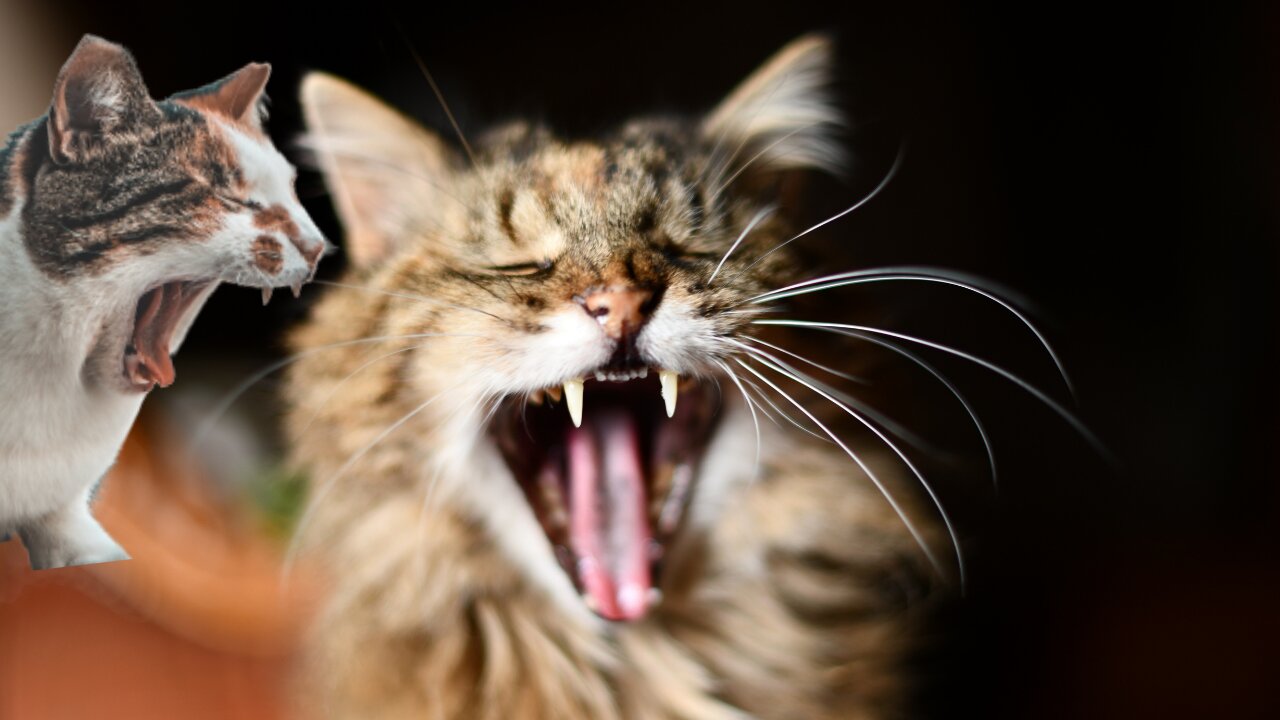 Funny Funniest Cats Compilation Videos - Cat Reaction Try Not To Laugh Funniest Videos