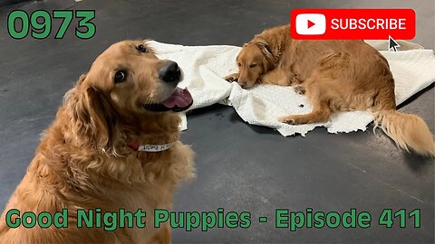 [0973] GOOD NIGHT PUPPIES - EPISODE 411 [#dogs #doggos #doggos #puppies #dogdaycare]