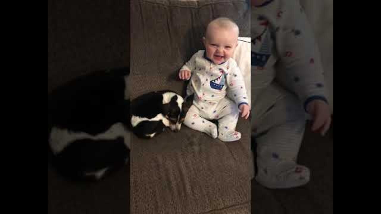 THE BEST Adorable Baby and Animals Compilation