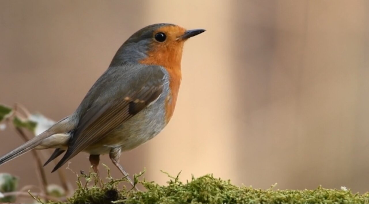 bird Eating on grass