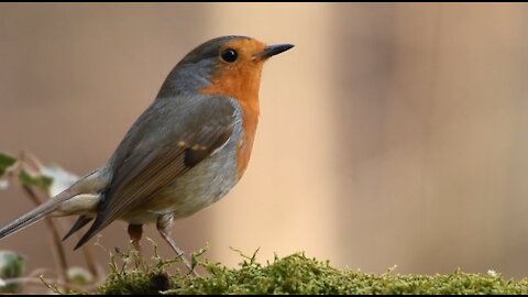 bird Eating on grass