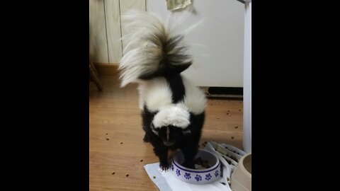 Skunk and dog playing in house