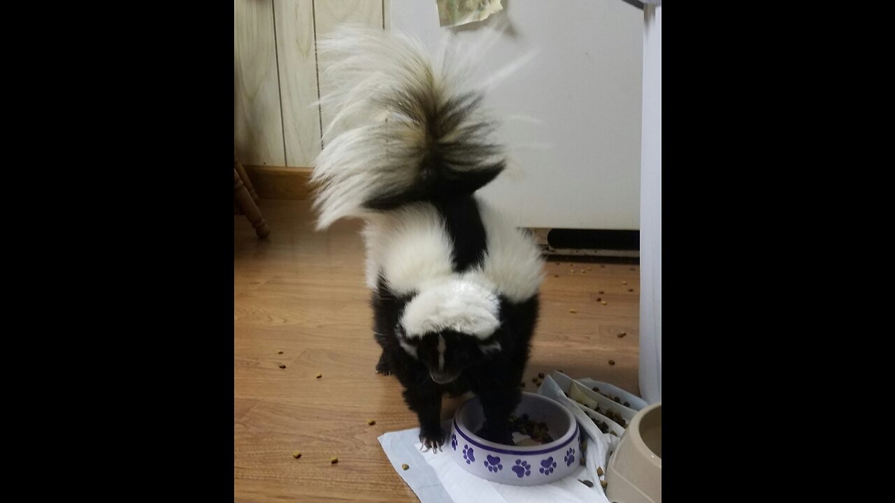 Skunk and dog playing in house