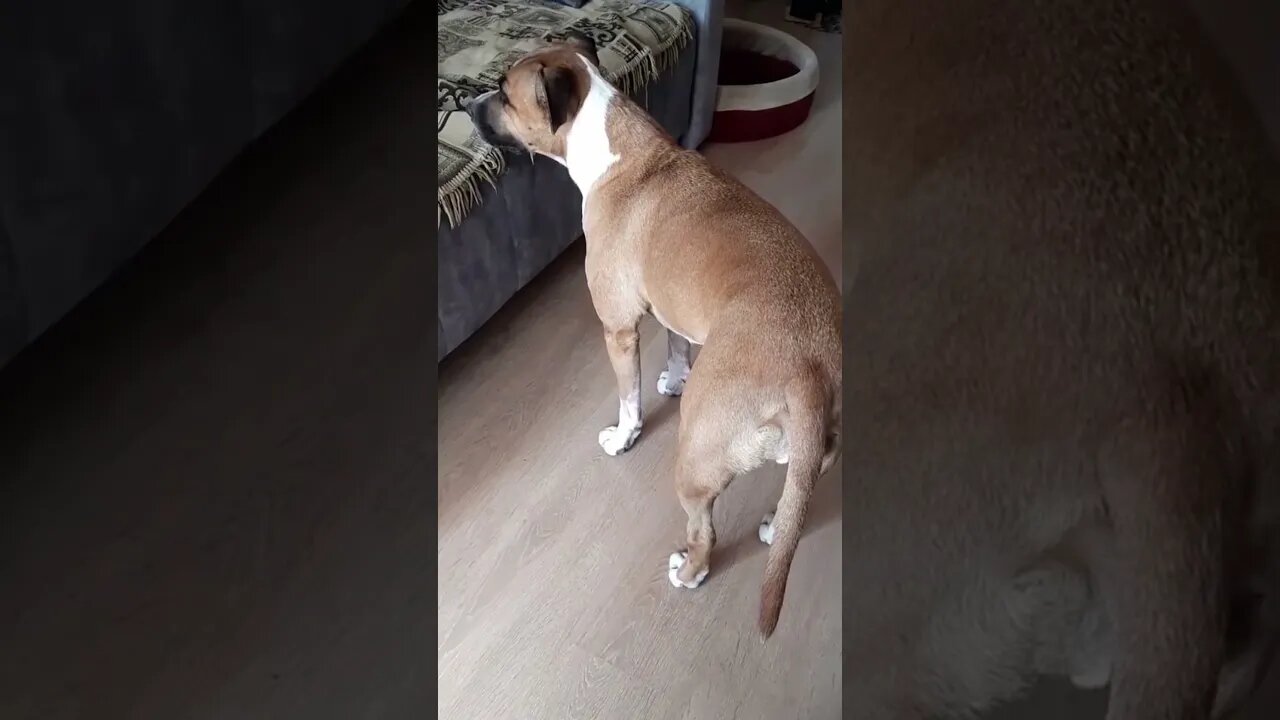 #shorts Смешные Собаки Из Тик Тока 49 Funny Dogs From Tiktok