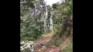 Pu'u huluhulu cinder cone hike