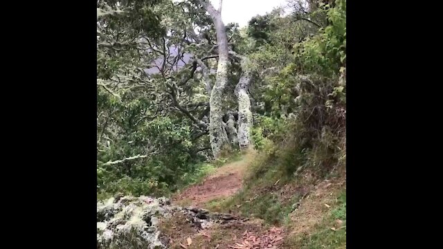 Pu'u huluhulu cinder cone hike