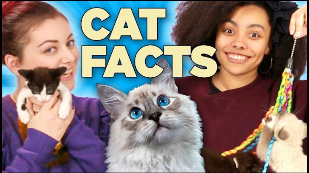 Cat Lovers Play With Kittens While Learning Cat Facts