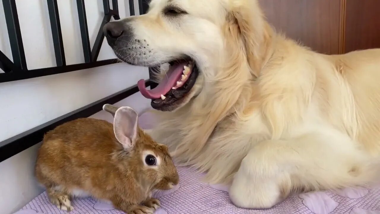 Adorable Golden Retriever Bailey Hugs Cute Rabbit Sam