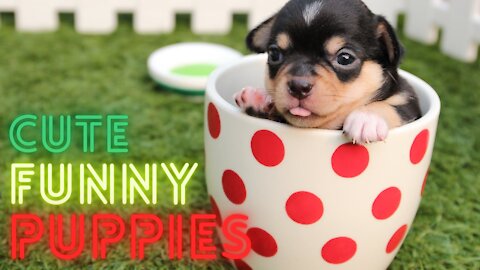 Cute Funny PUPPIES !!