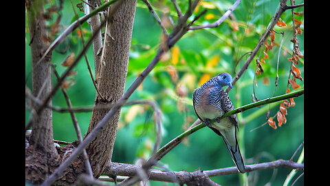wildlife look