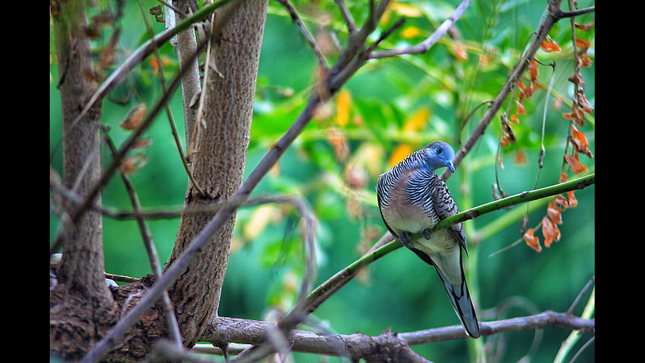 wildlife look