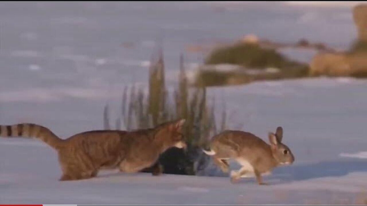 #The wild life of the beautiful wildcat #Cuộc sống hoang dã của mèo rừng xinh đẹp