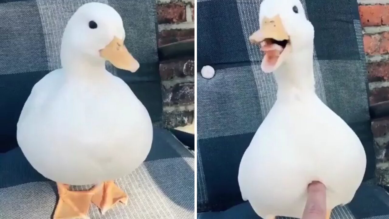 Touch Here For Cute Quack