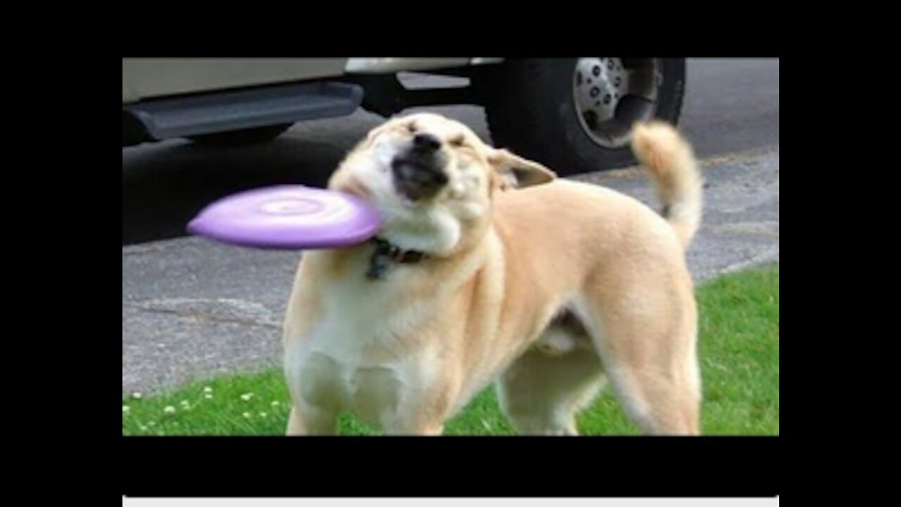 TRY NOT TO LAUGH These Funny Dogs Video are Cracking Ribs- Dog's life is comedy