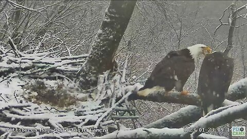 Hays Eagles Mate as it Snows 2023 01 23 914AM