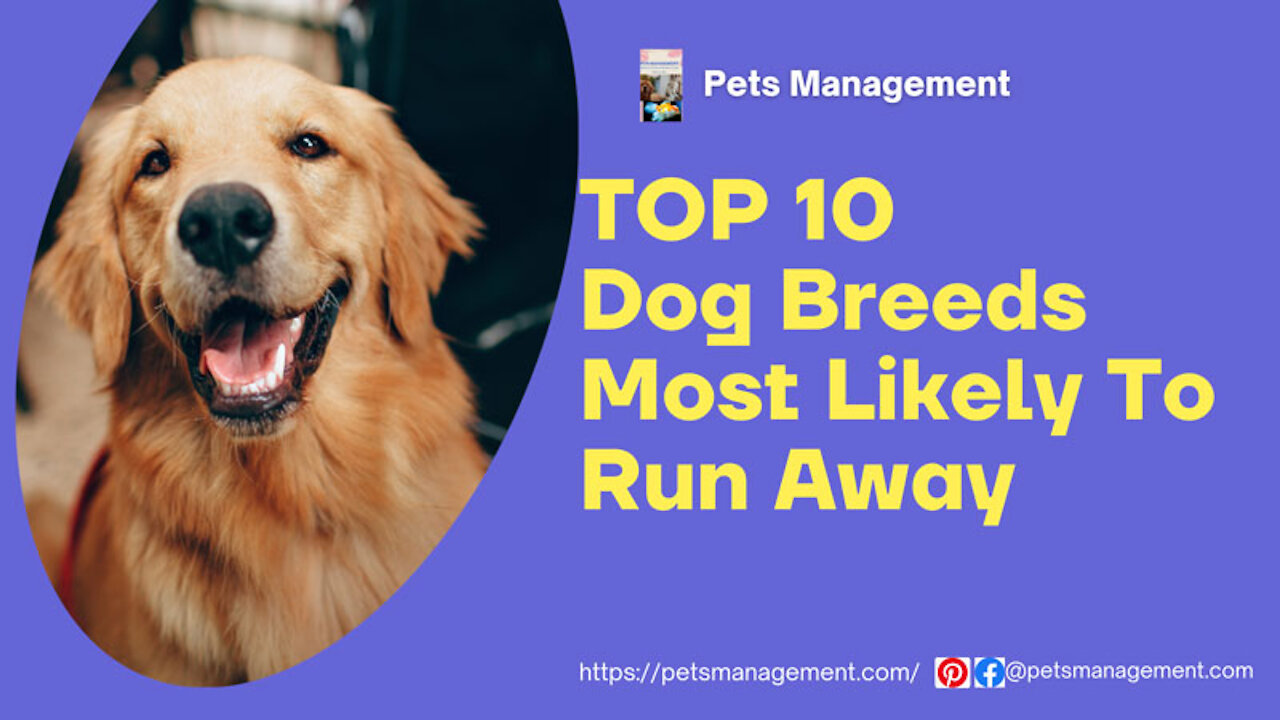 TOP 10 Dog Breeds Most Likely To Run Away