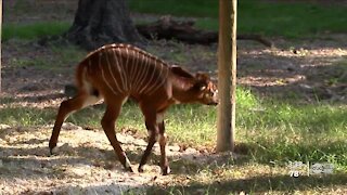 ZooTampa welcomes birth of endangered Eastern Bongo antelope