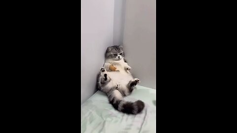 cat funny video, pet lover, dun video