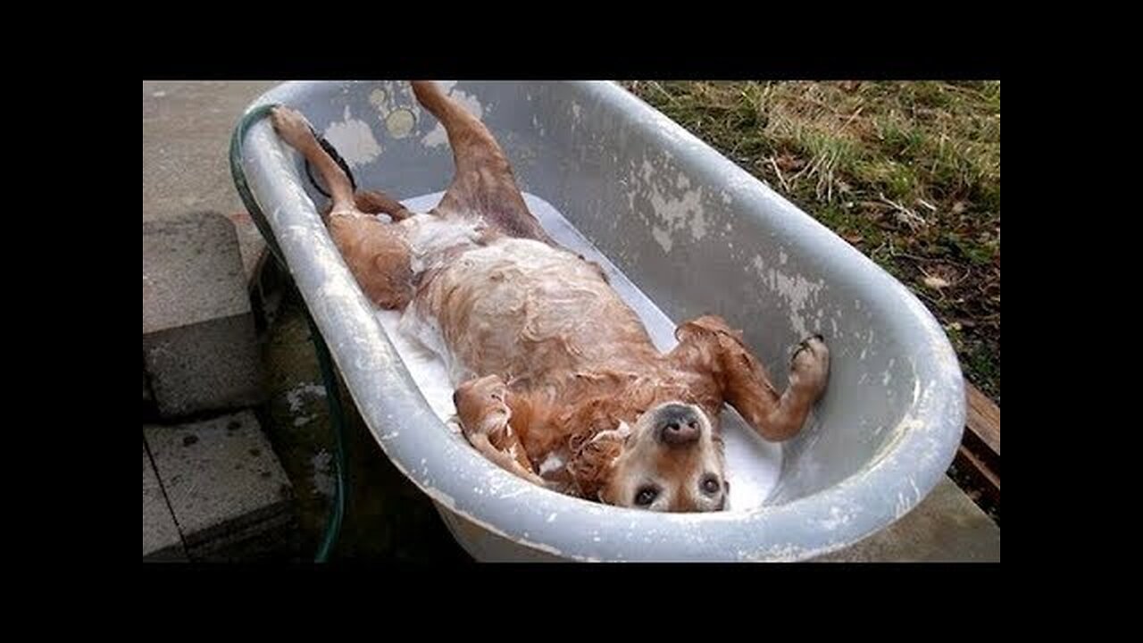 Funny Dog Videos