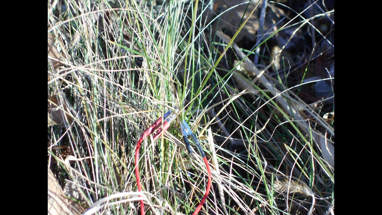 Earthing with Our Fall Grass Dec 2020