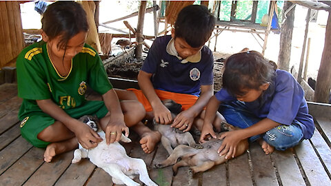 Kids are picking the lice for the puppies